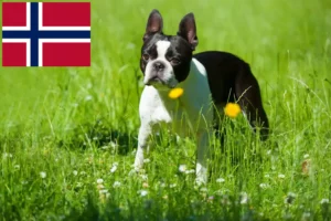 Read more about the article Norveç’te Boston Terrier yetiştiricileri ve köpek yavruları