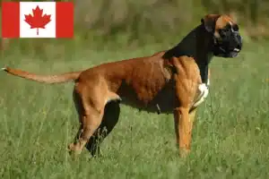 Read more about the article Kanada’da Boxer yetiştiricileri ve yavru köpekler