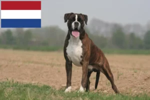 Read more about the article Hollanda’da Boxer yetiştiricileri ve yavru köpekler