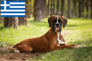 Read more about the article Yunanistan’da Boxer yetiştiricileri ve yavru köpekler