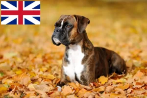 Read more about the article Büyük Britanya’daki Boxer yetiştiricileri ve yavruları