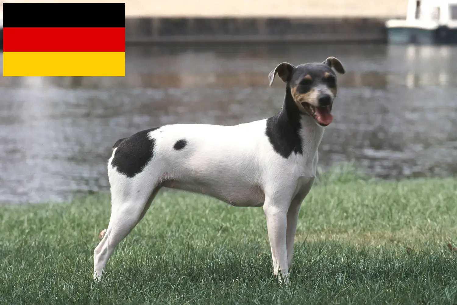 Read more about the article Almanya’da Brezilya Teriyeri yetiştiricileri ve yavru köpekler