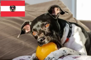 Read more about the article Avusturya’da Brezilya Teriyeri yetiştiricileri ve köpek yavruları