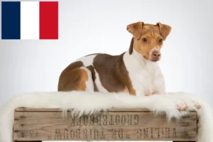 Read more about the article Fransa’da Brezilya Teriyeri yetiştiricileri ve köpek yavruları