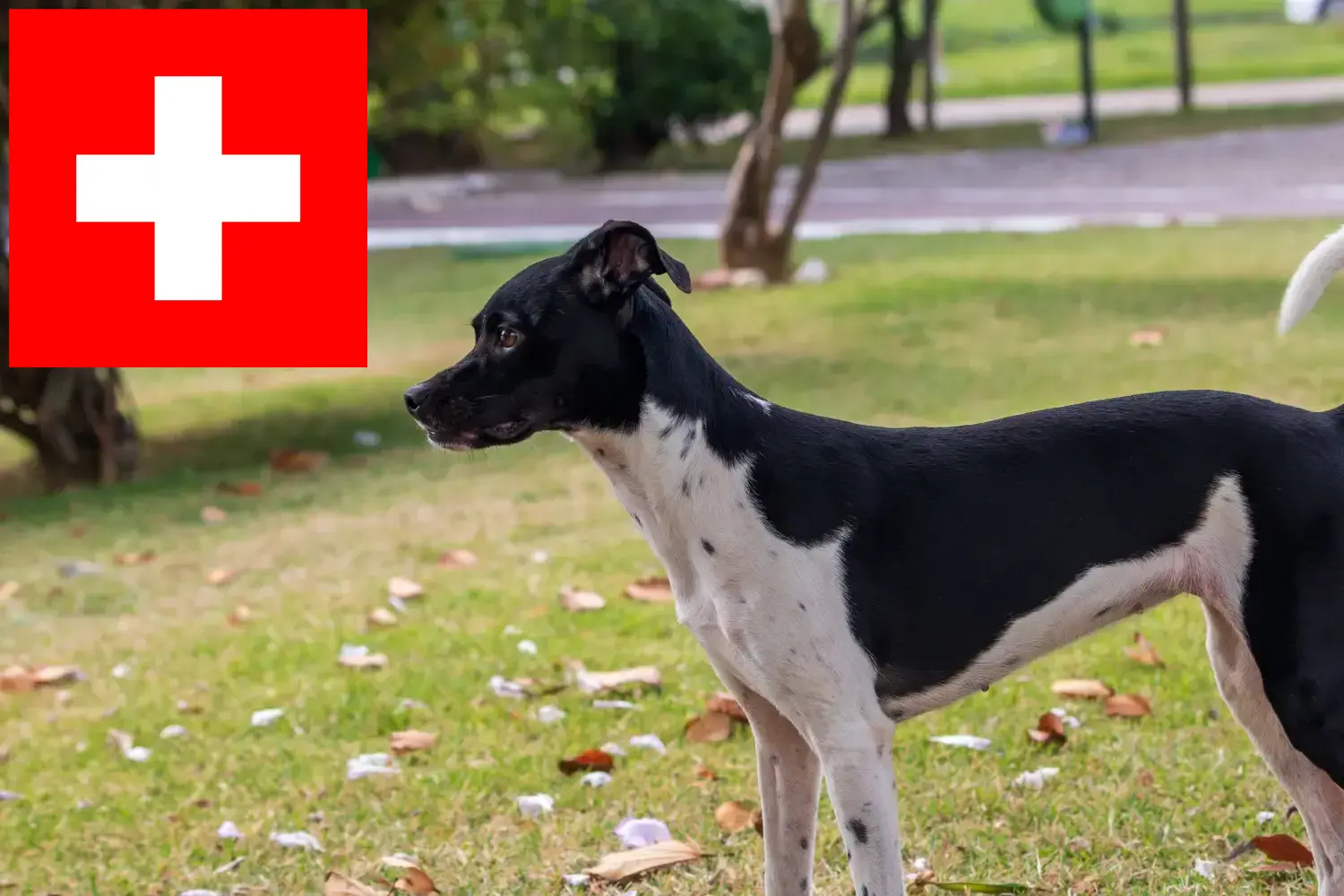 Read more about the article İsviçre’de Brezilya Teriyeri yetiştiricileri ve köpek yavruları