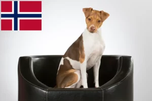 Read more about the article Norveç’te Brezilya Teriyeri yetiştiricileri ve köpek yavruları