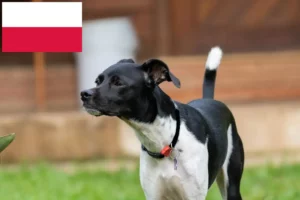 Read more about the article Polonya’da Brezilya Teriyeri yetiştiricileri ve köpek yavruları