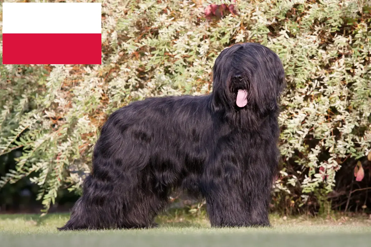 Read more about the article Polonya’da Briard yetiştiricileri ve köpek yavruları