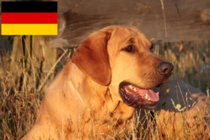 Read more about the article Almanya’da Broholmer yetiştiricileri ve yavru köpekler