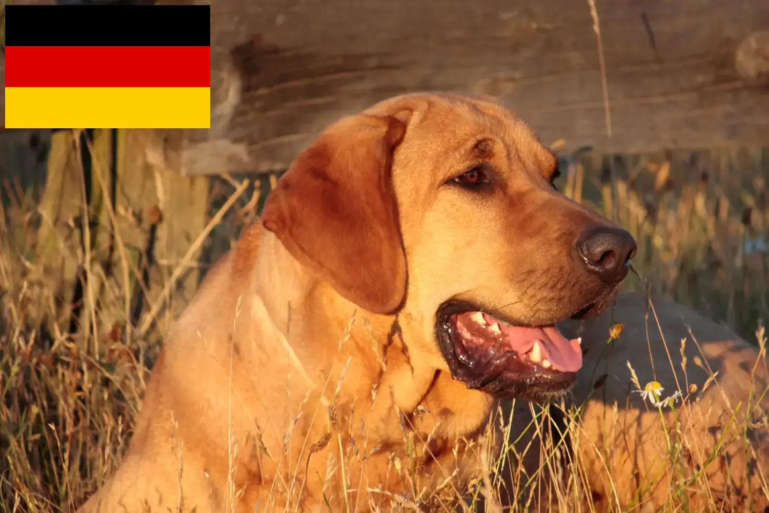Broholmer yavru köpek ve yetiştiricileri Almanya Burada Almanya'daki Broholmer yetiştiricilerini bulabilirsiniz.