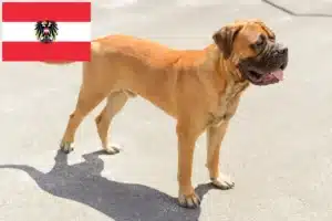 Read more about the article Avusturya’da Bullmastiff yetiştiricileri ve köpek yavruları