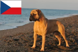 Read more about the article Çek Cumhuriyeti’ndeki Bullmastiff yetiştiricileri ve yavru köpekler