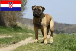 Read more about the article Hırvatistan’da Bullmastiff yetiştiricileri ve köpek yavruları