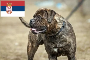 Read more about the article Sırbistan’da Bullmastiff yetiştiricileri ve köpek yavruları