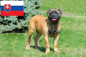 Read more about the article Slovakya’da Bullmastiff yetiştiricileri ve köpek yavruları