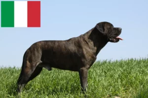 Read more about the article İtalya’da Bullmastiff yetiştiricileri ve köpek yavruları