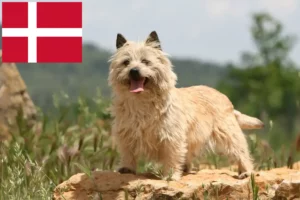 Read more about the article Danimarka’da Cairn Terrier yetiştiricileri ve köpek yavruları