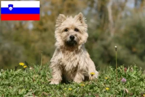 Read more about the article Slovenya’da Cairn Terrier yetiştiricileri ve köpek yavruları
