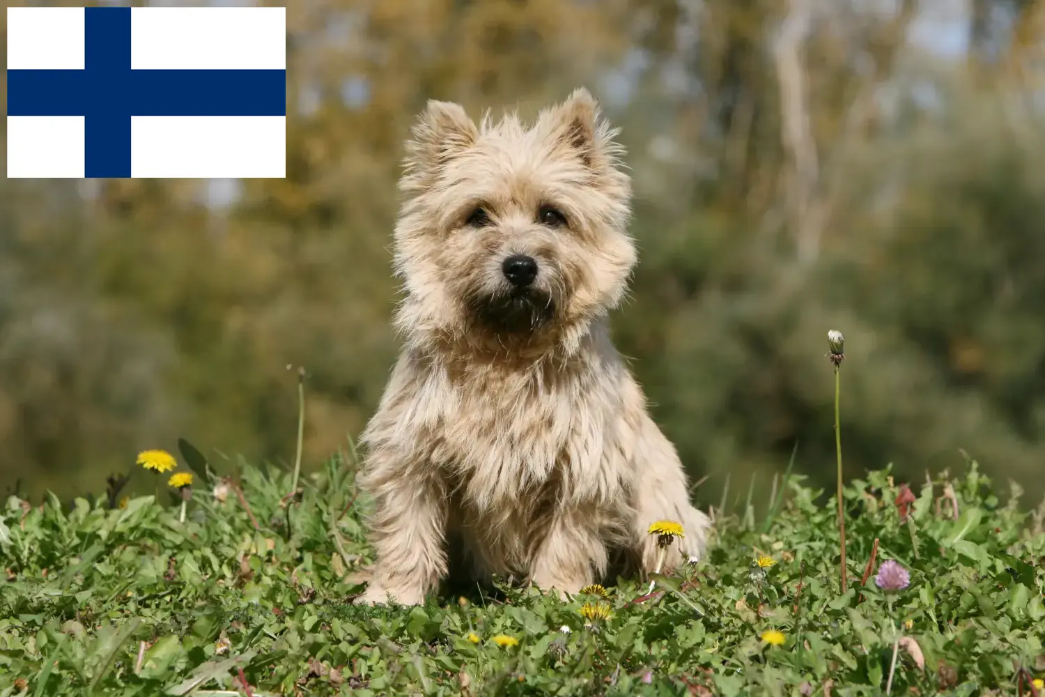 Read more about the article Finlandiya’da Cairn Terrier yetiştiricileri ve köpek yavruları