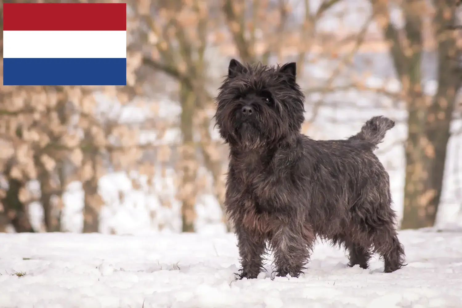 Cairn Terrier yavru köpek ve yetiştiricileri Hollanda Hollanda'daki Cairn Terrier yetiştiricilerini bulun.