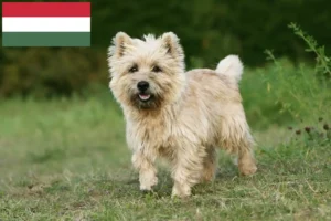 Read more about the article Macaristan’da Cairn Terrier yetiştiricileri ve köpek yavruları