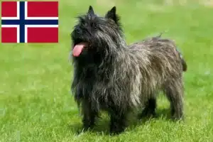 Read more about the article Norveç’te Cairn Terrier yetiştiricileri ve köpek yavruları