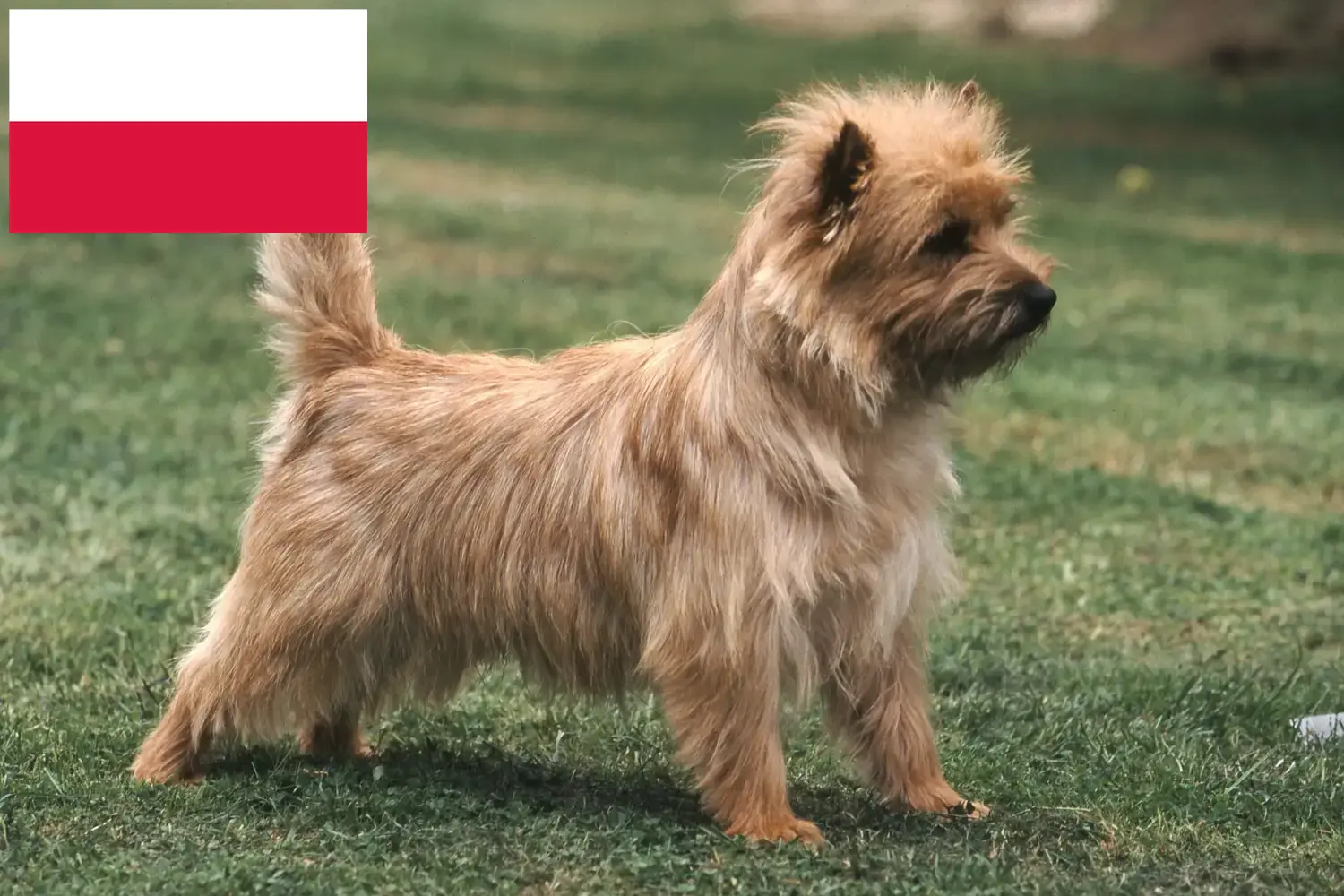 Cairn Terrier yavru köpek ve yetiştiricileri Polonya Polonya'daki Cairn Terrier yetiştiricilerini bulun.