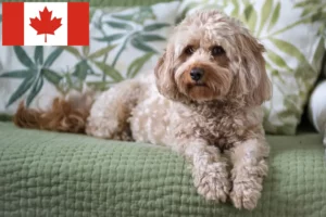 Read more about the article Kanada’da Cavoodle yetiştiricileri ve köpek yavruları