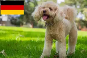 Read more about the article Almanya’da Cavoodle yetiştiricileri ve yavru köpekler