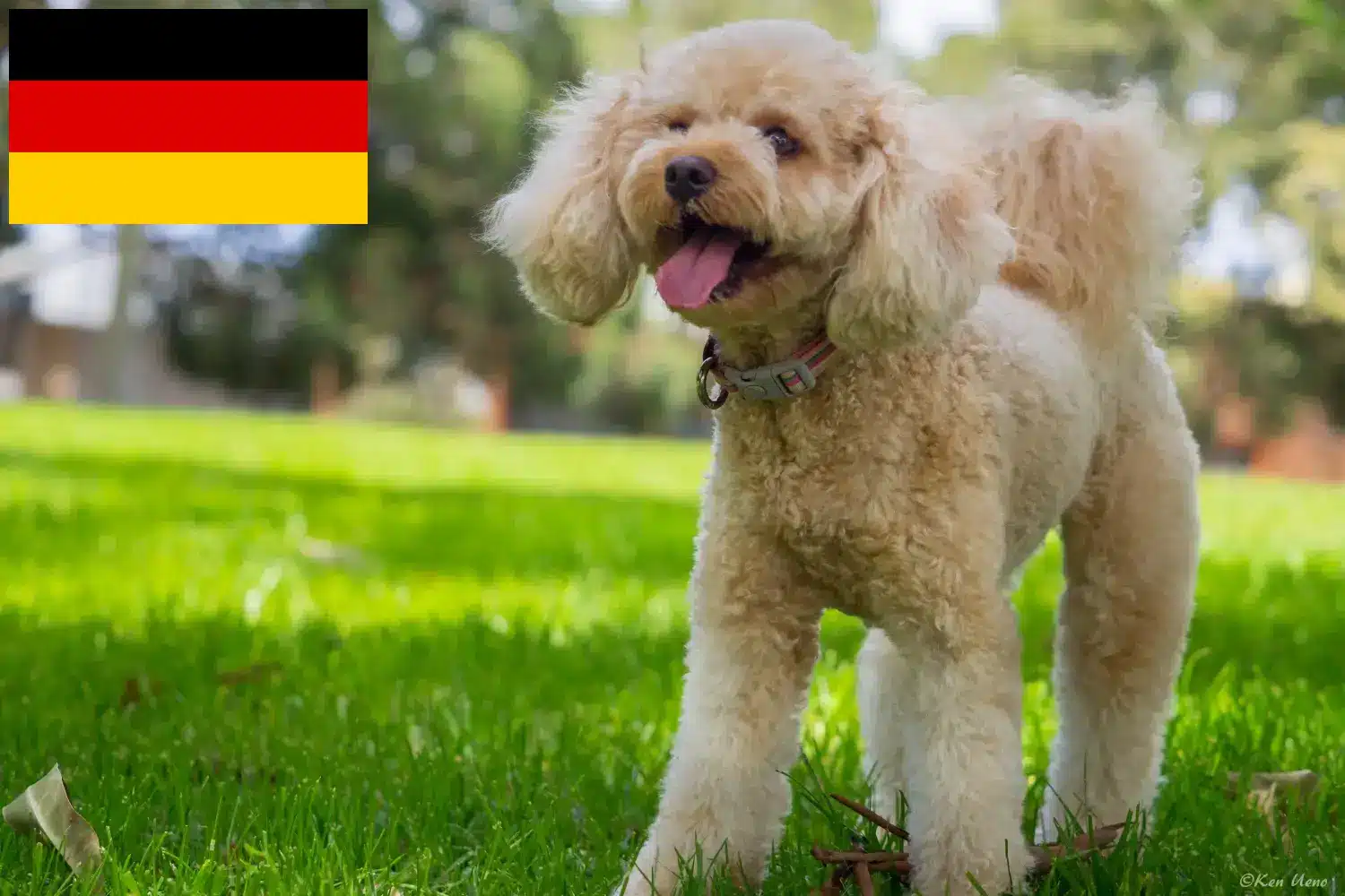 Read more about the article Almanya’da Cavoodle yetiştiricileri ve yavru köpekler