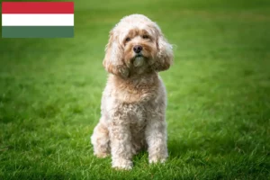 Read more about the article Macaristan’da Cavoodle yetiştiricileri ve köpek yavruları