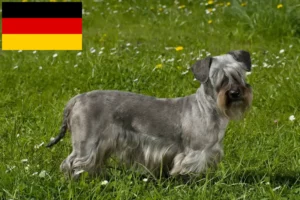 Read more about the article Almanya’da Çek Teriyeri yetiştiricileri ve yavru köpekler