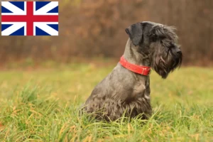 Read more about the article Büyük Britanya’da Çek Teriyeri Yetiştiricisi ve Yavruları