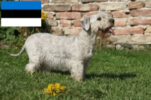 Read more about the article Estonya’da Çek Teriyeri yetiştiricisi ve yavruları