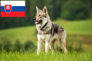 Read more about the article Slovakya’da Çekoslovak Kurt Köpeği Yetiştiricisi ve Yavruları