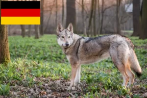 Read more about the article Almanya’da Çekoslovak Kurt Köpeği yetiştiricileri ve yavruları