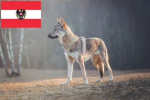 Read more about the article Avusturya’da Çekoslovak Kurt Köpeği yetiştiricileri ve yavruları