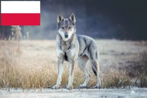 Read more about the article Polonya’da Çekoslovak Kurt Köpeği yetiştiricileri ve yavruları