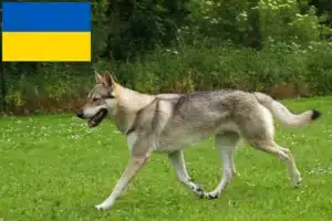 Read more about the article Ukrayna’daki Çekoslovak Kurt Köpeği yetiştiricileri ve yavruları