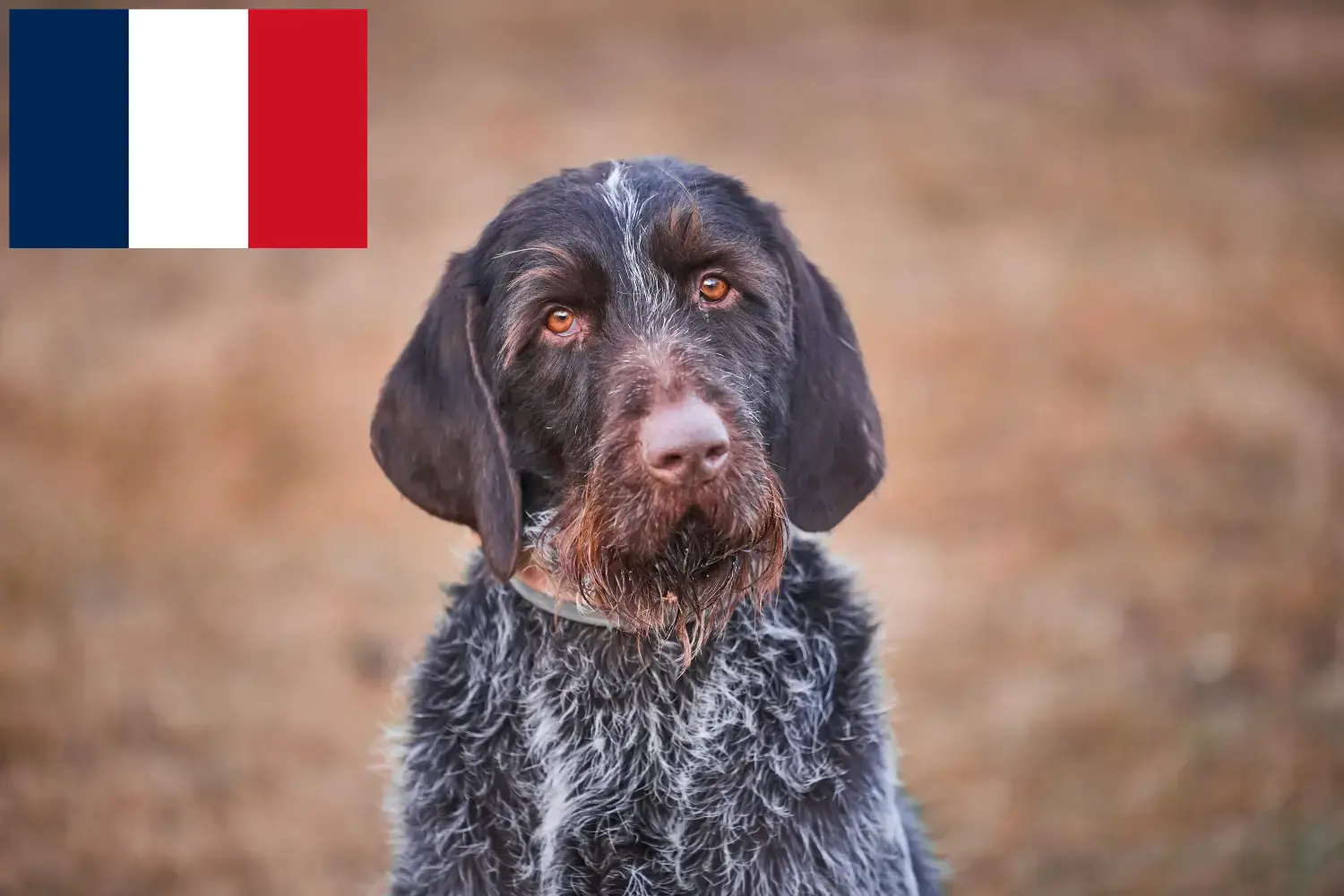 Český fousek yavru köpek ve yetiştiricileri Fransa Burada Fransa'daki Český fouseks yetiştiricilerini bulabilirsiniz.