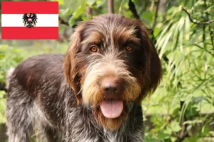 Read more about the article Avusturya’da Český fousek yetiştiricileri ve köpek yavruları