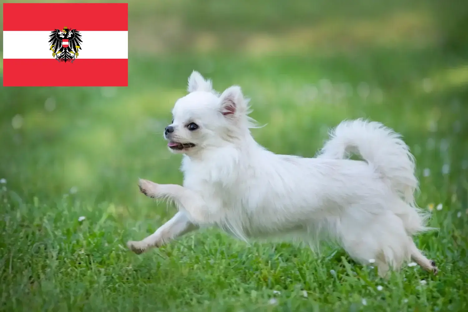 Chihuahua yavruları ve yetiştiricileri Avusturya Burada Avusturya'daki Chihuahua yetiştiricilerini bulabilirsiniz.