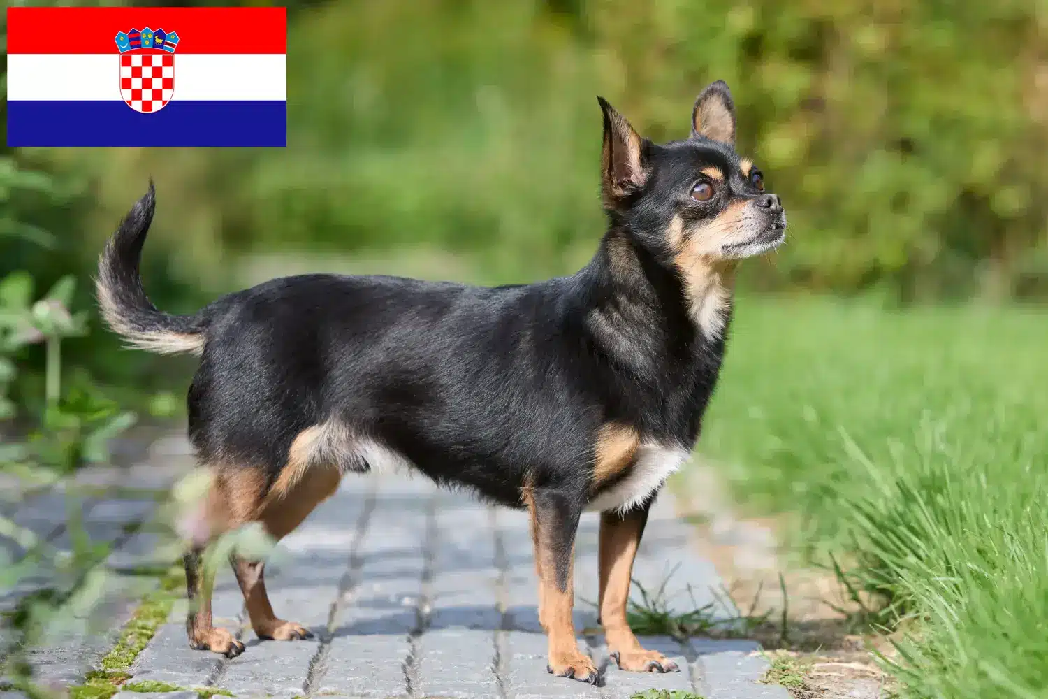 Read more about the article Hırvatistan’da Chihuahua yetiştiricileri ve köpek yavruları