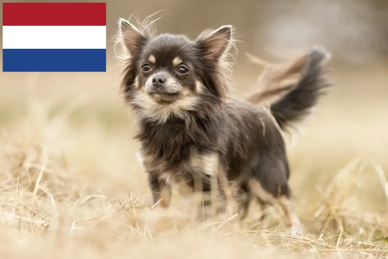 Read more about the article Hollanda’da Chihuahua yetiştiricileri ve köpek yavruları