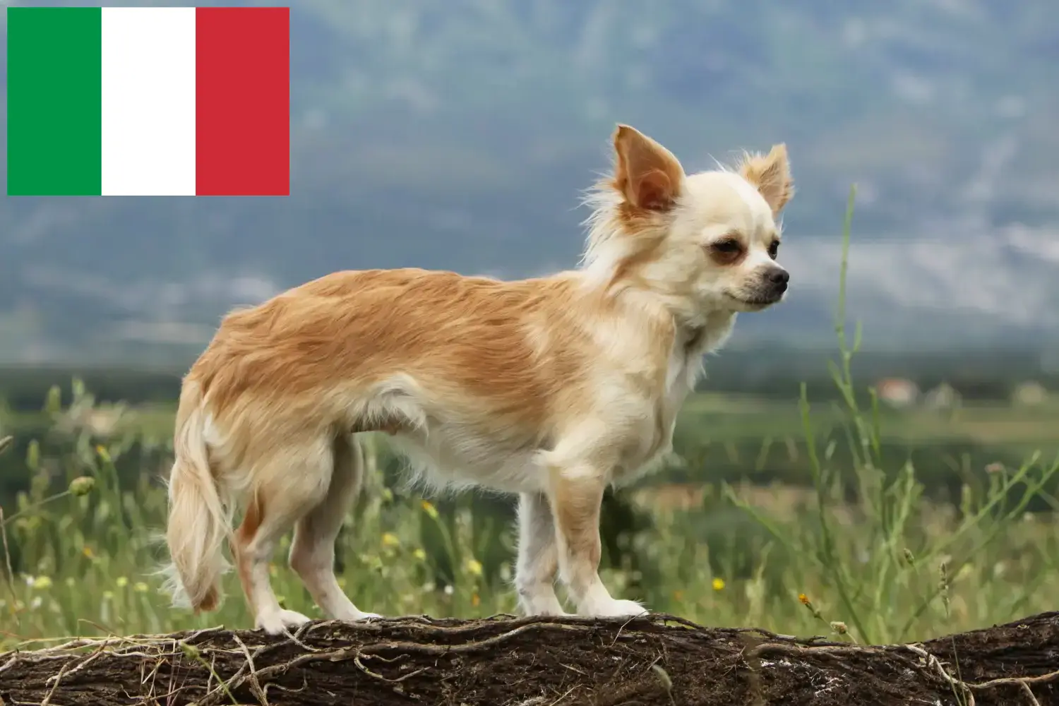 Read more about the article İtalya’da Chihuahua yetiştiricileri ve köpek yavruları