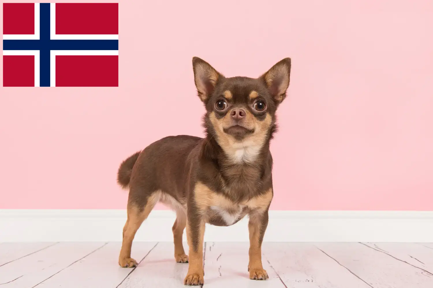 Read more about the article Norveç’te Chihuahua yetiştiricileri ve köpek yavruları