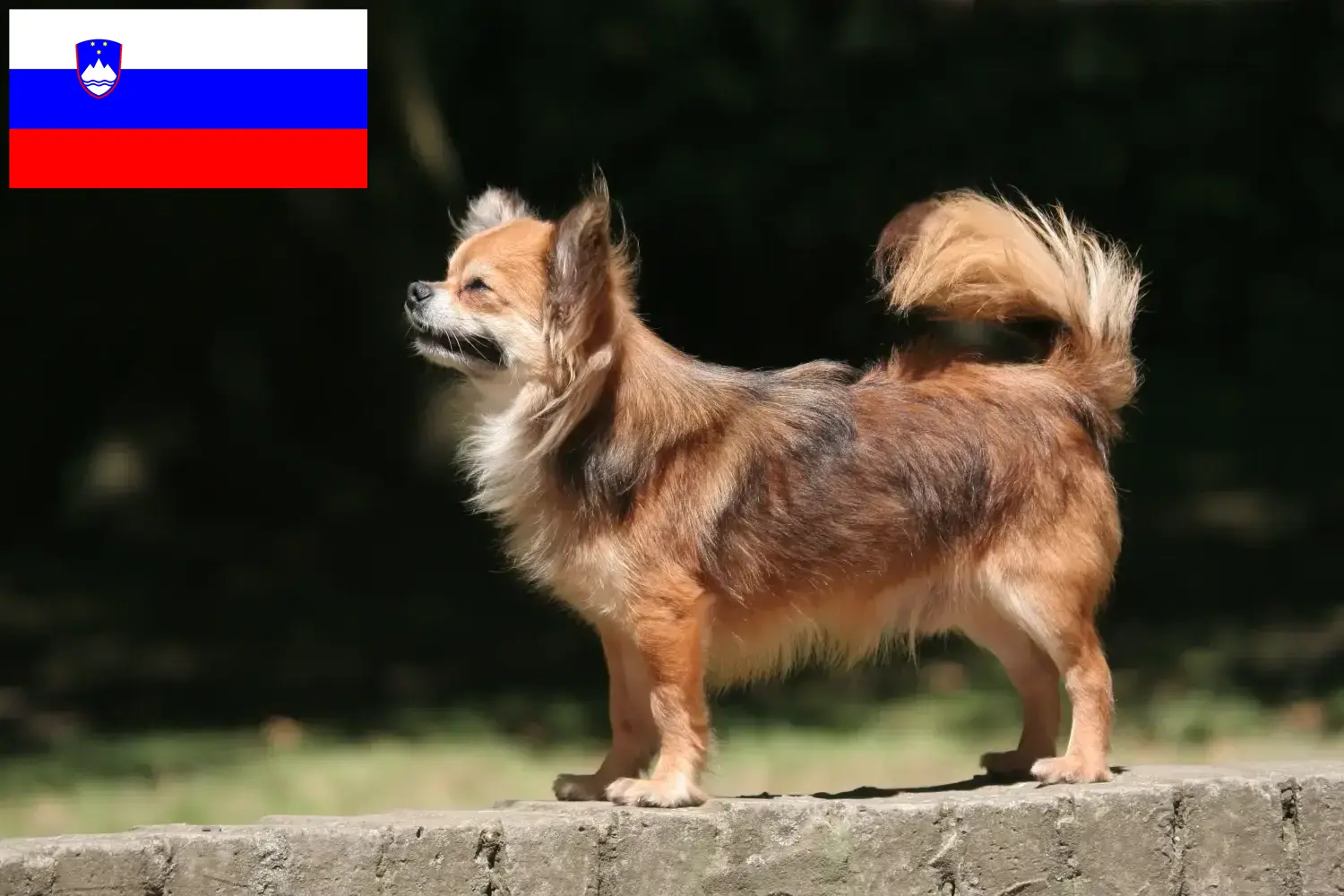 Read more about the article Slovenya’da Chihuahua yetiştiricileri ve köpek yavruları