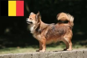 Read more about the article Belçika’da Chihuahua yetiştiricileri ve köpek yavruları