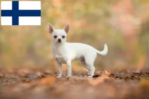 Read more about the article Finlandiya’da Chihuahua yetiştiricileri ve köpek yavruları