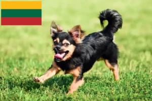 Read more about the article Litvanya’da Chihuahua yetiştiricileri ve köpek yavruları
